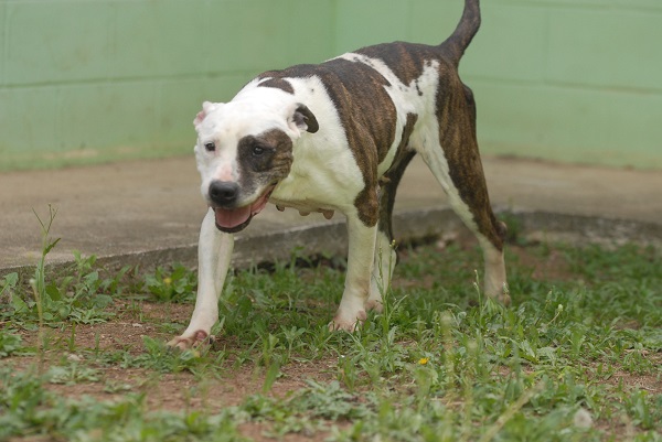 07_25_Castração de Animais_Foto Fábo Nunes Teixeira 038 - baixa