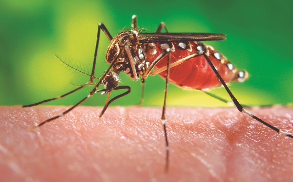 DENGUE_Ag. Pará (1)