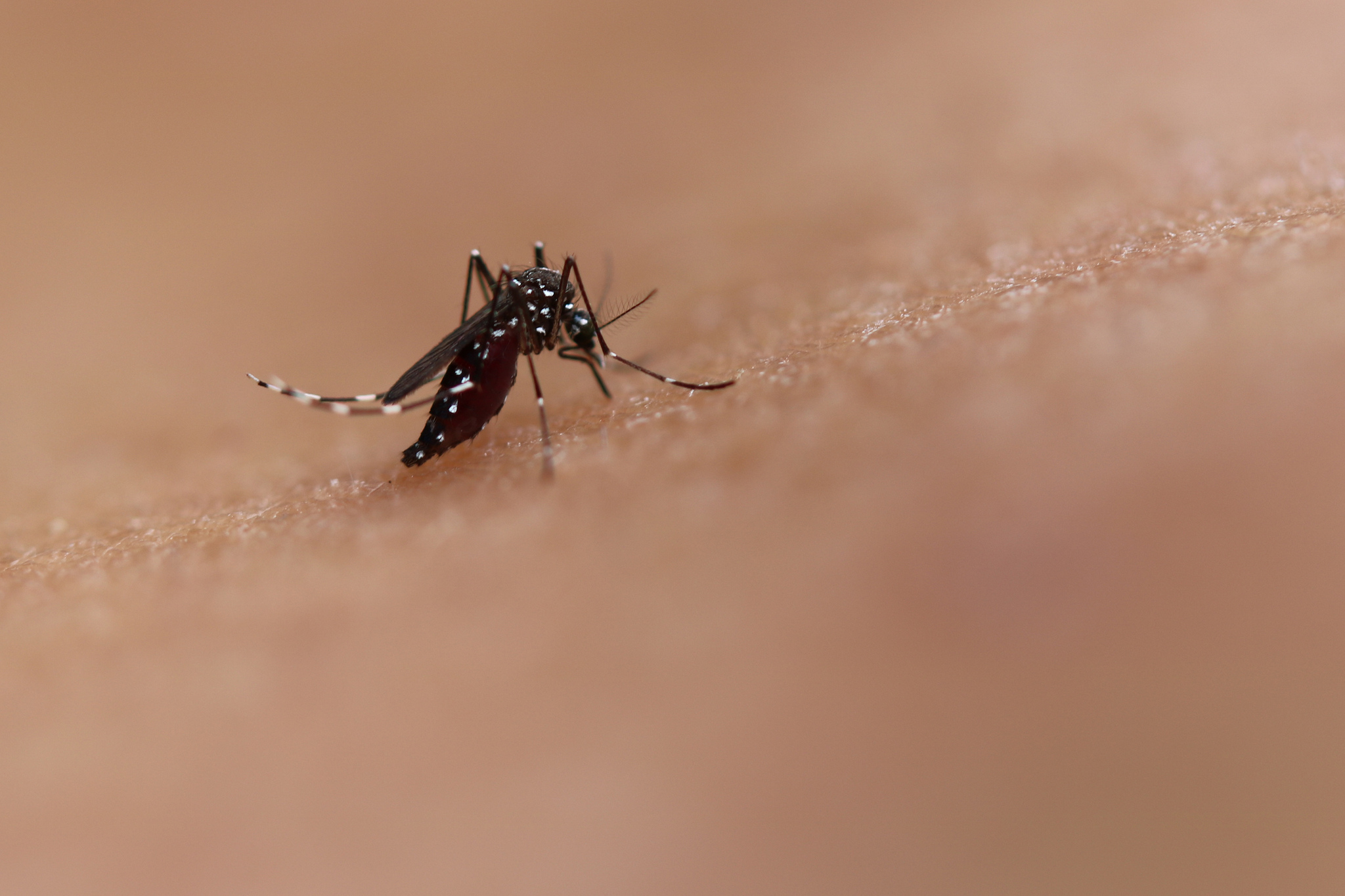 DENGUE_NIAID