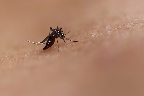 DENGUE_NIAID