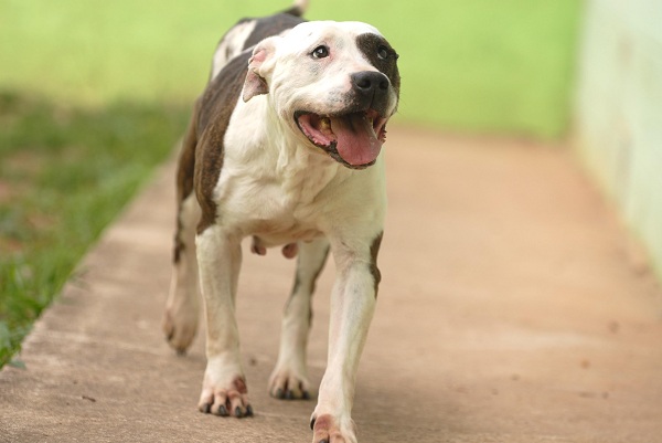 ANIMAIS_ Fábio Nunes Teixeira