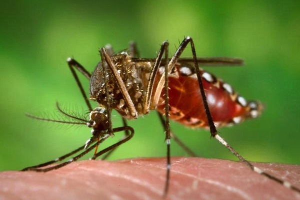 DENGUE_Portal Brasil
