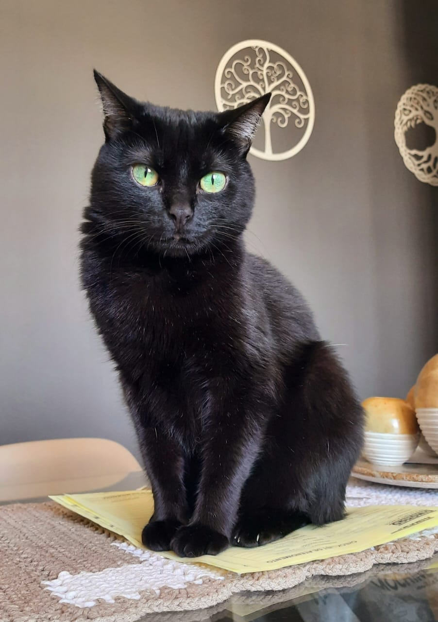 Gato preto e branco em 2023  Gatinho branco e cinza, Gato preto e